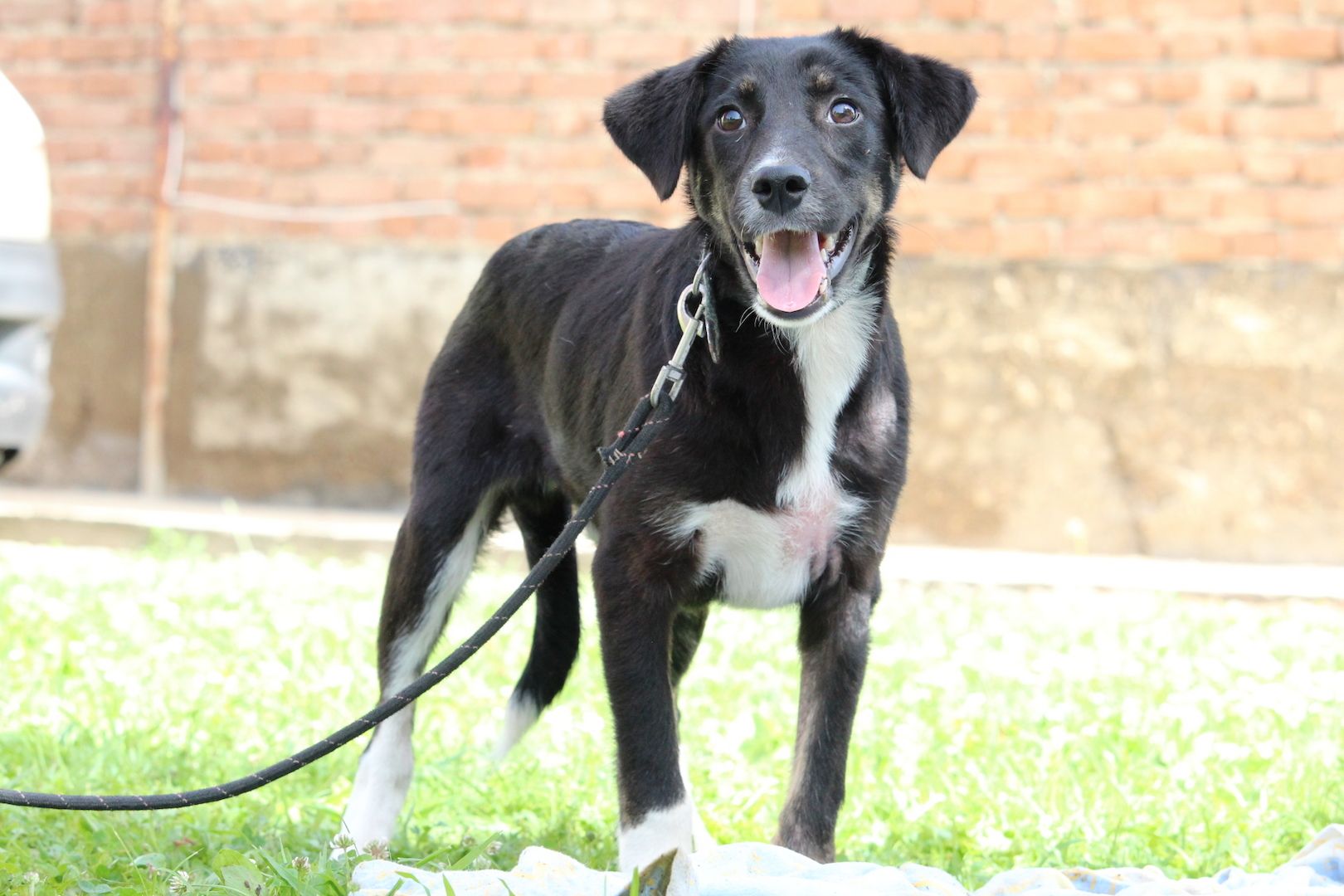 Wer möchte Billy ein zu Hause schenken...