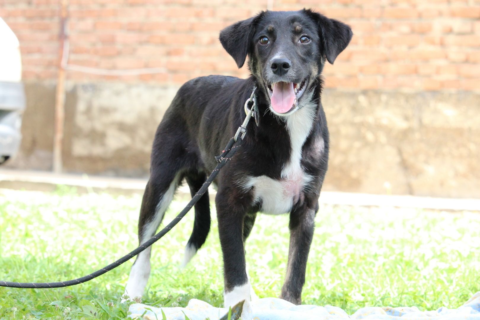 Wer möchte Billy ein zu Hause schenken...