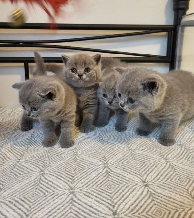 Gesund BKH Kitten mit Stammbaum