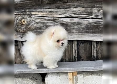 Typvolle Pomeranian Welpen suchen ihr neues Zuhause