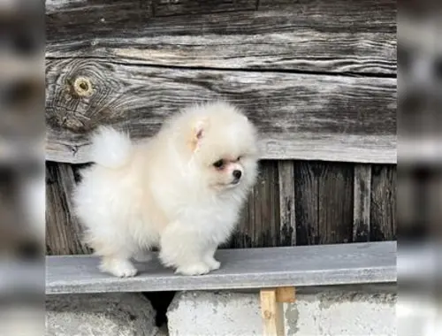 Typvolle Pomeranian Welpen suchen ihr neues Zuhause