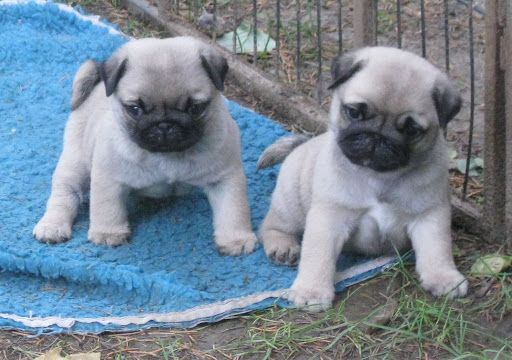 Typvolle Schön Mops Welpen