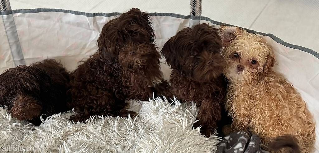 Gesund Bolonka Zwetna Welpen