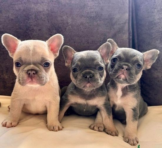 Französische Bulldoggenwelpen verfügbar Französische Bulldoggenwelpen verfügbar