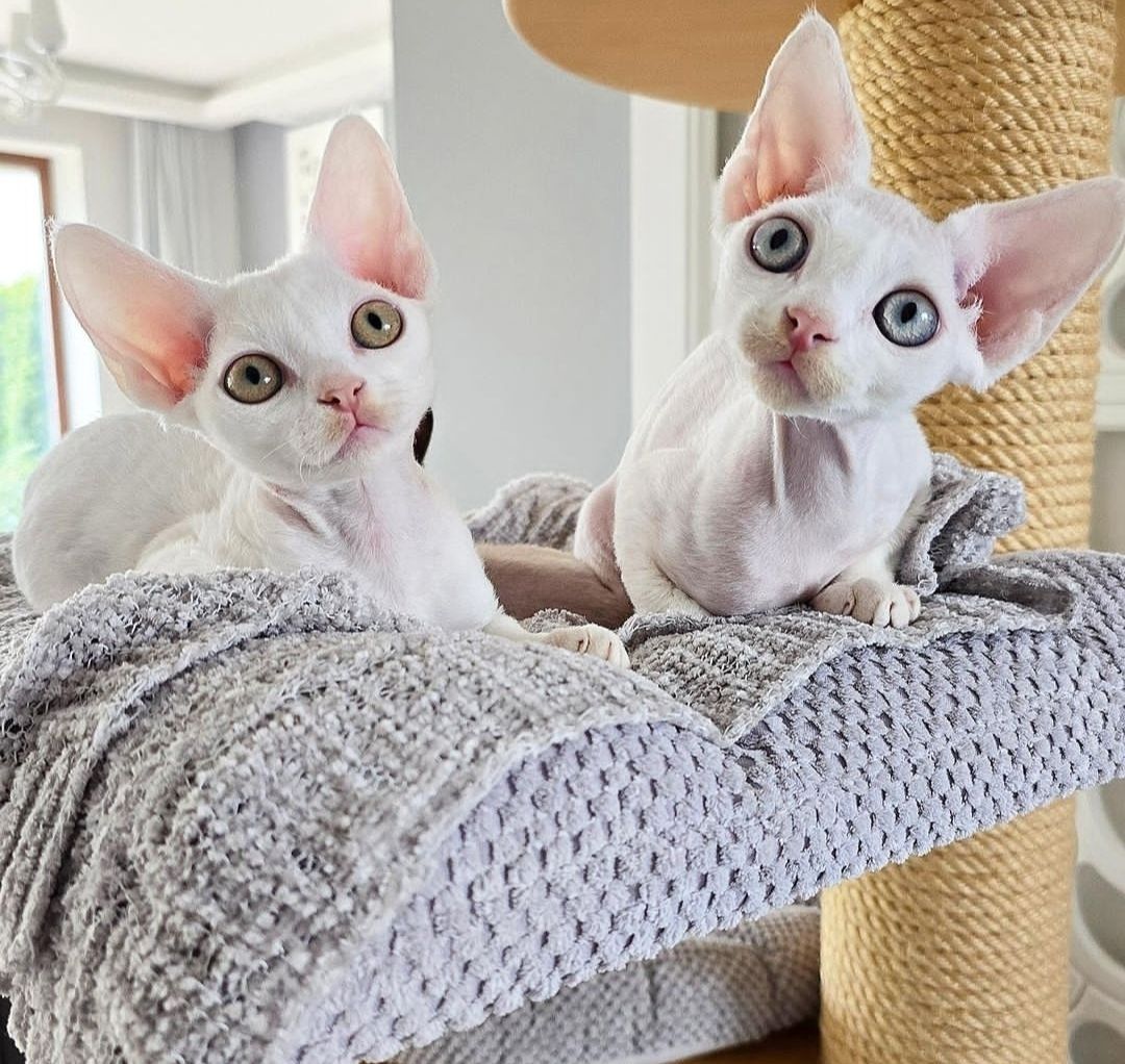 Kluge Devon Rex Kätzchen Kluge Devon Rex Kätzchen