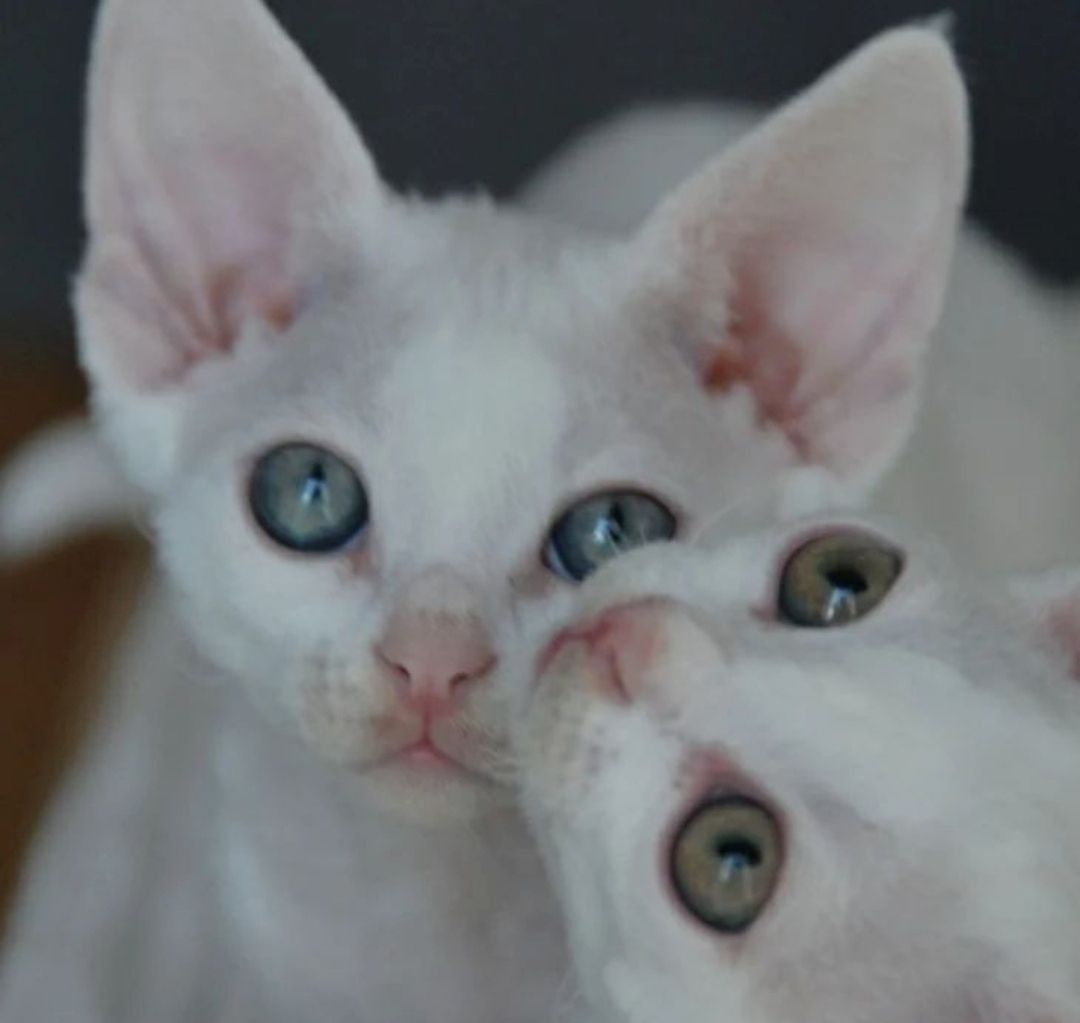 Kluge Devon Rex Kätzchen Kluge Devon Rex Kätzchen