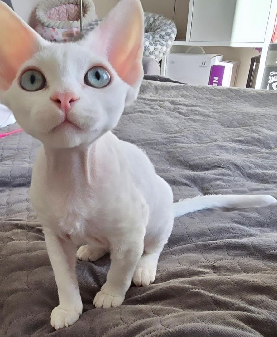 Kluge Devon Rex Kätzchen Kluge Devon Rex Kätzchen