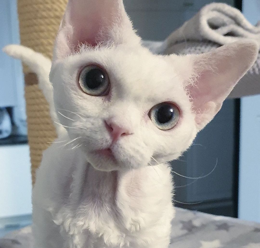Kluge Devon Rex Kätzchen Kluge Devon Rex Kätzchen