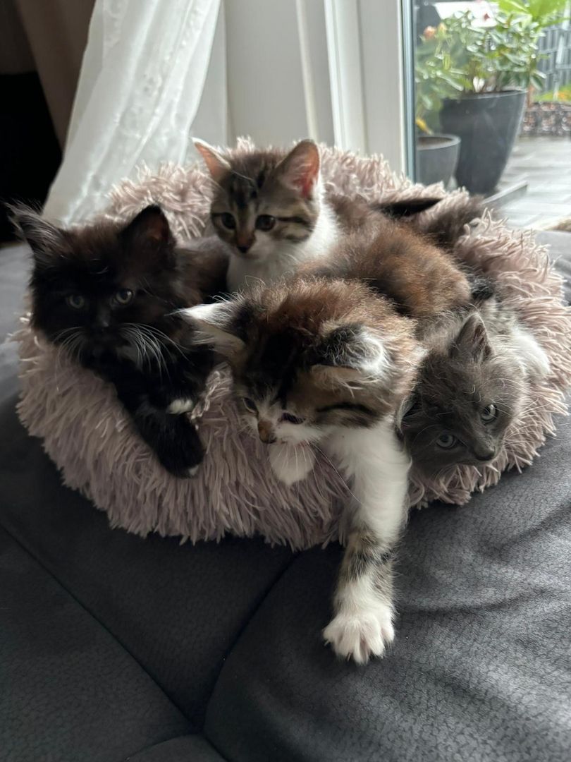 Norwegische Waldkatzen kitten mix