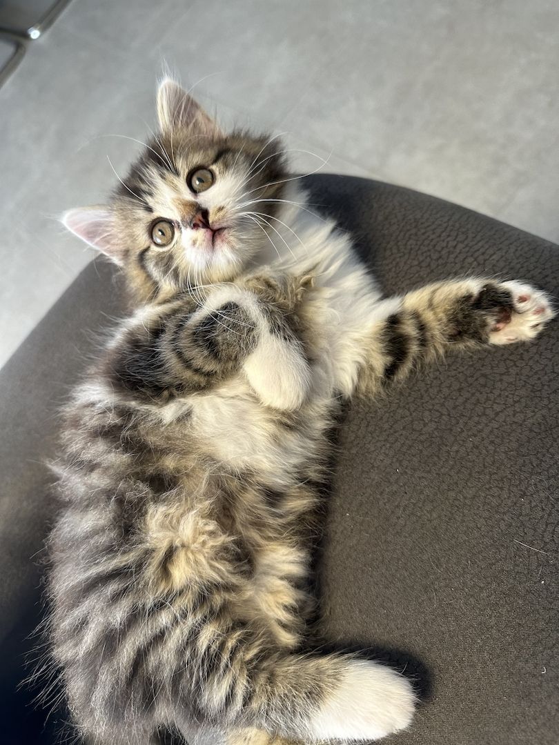 Norwegische Waldkatzen kitten mix