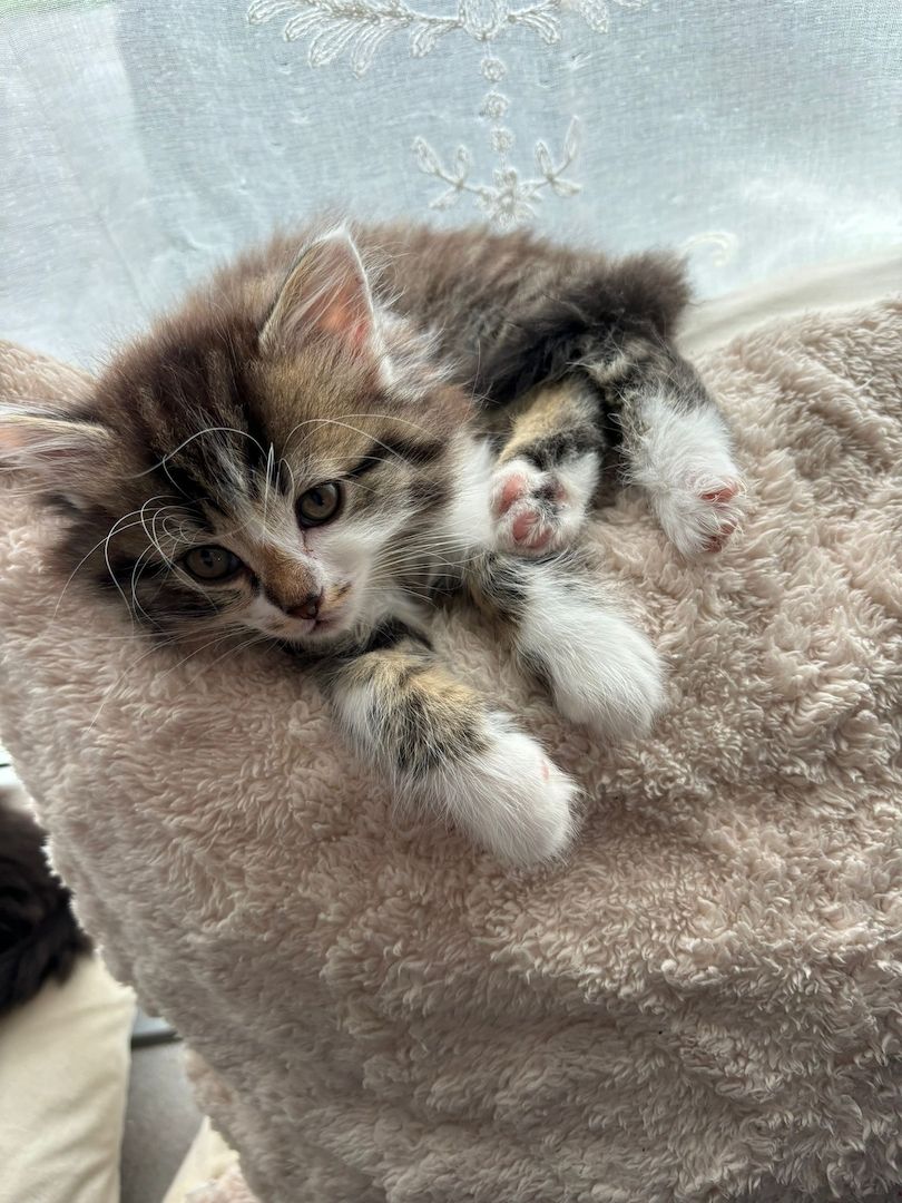 Norwegische Waldkatzen kitten mix