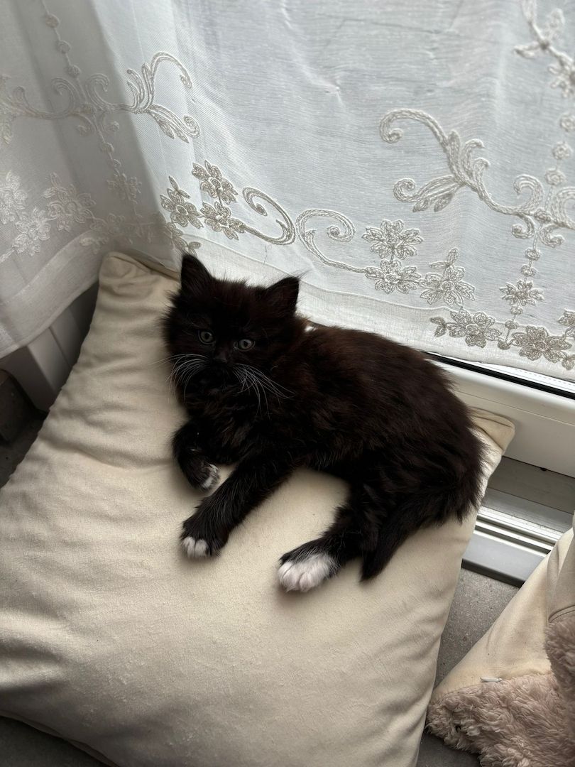 Norwegische Waldkatzen kitten mix