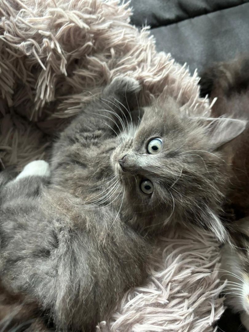 Norwegische Waldkatzen kitten mix