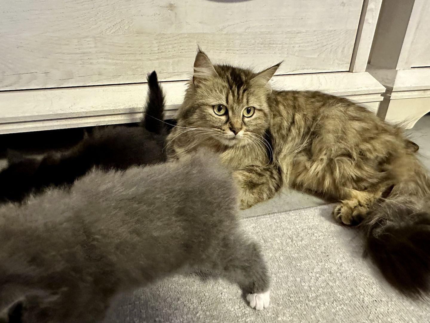 Norwegische Waldkatzen kitten mix