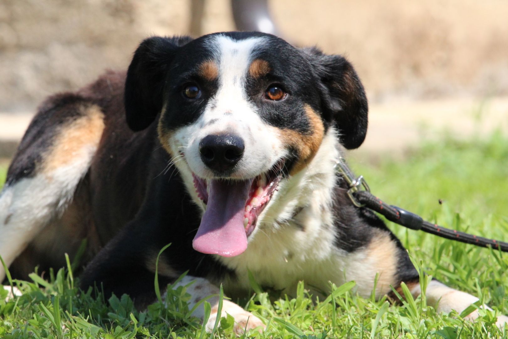 Gimli sucht sein Körbchen...