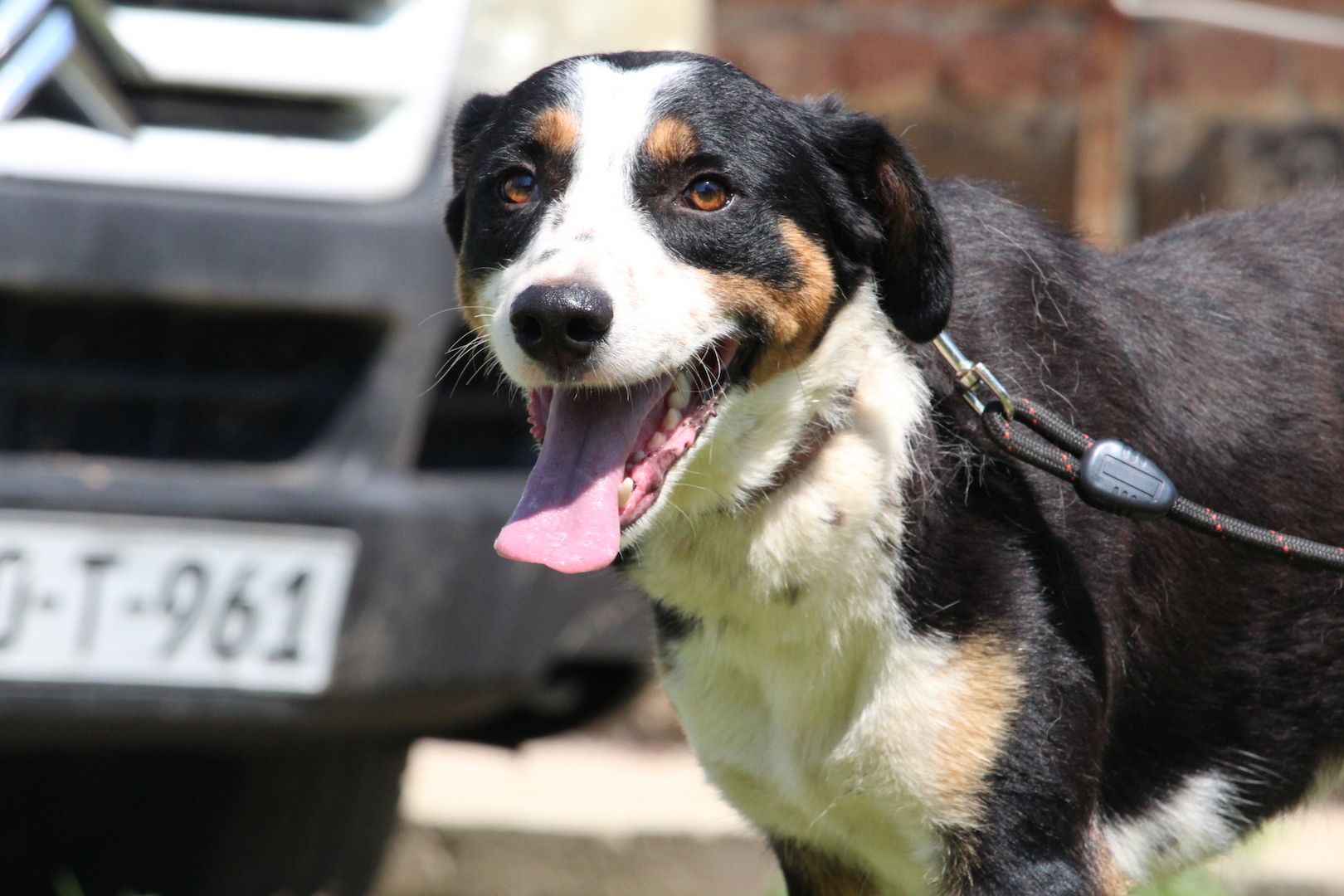 Gimli sucht sein Körbchen...