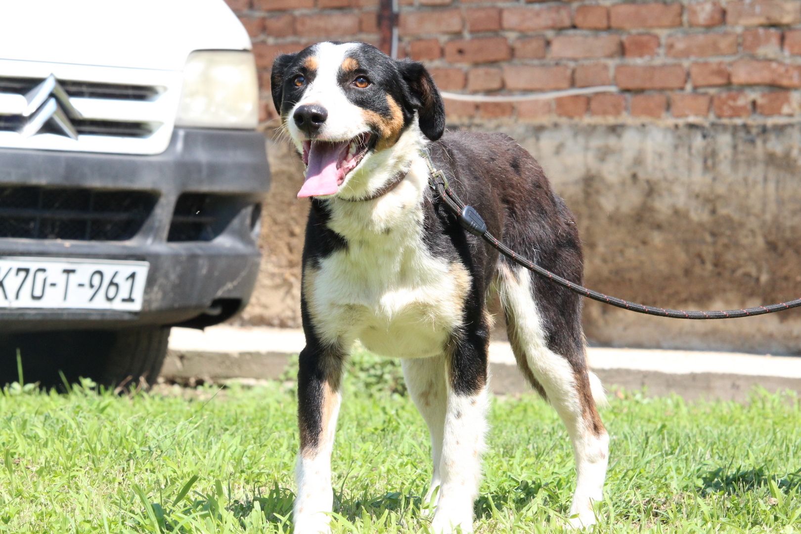 Gimli sucht sein Körbchen...