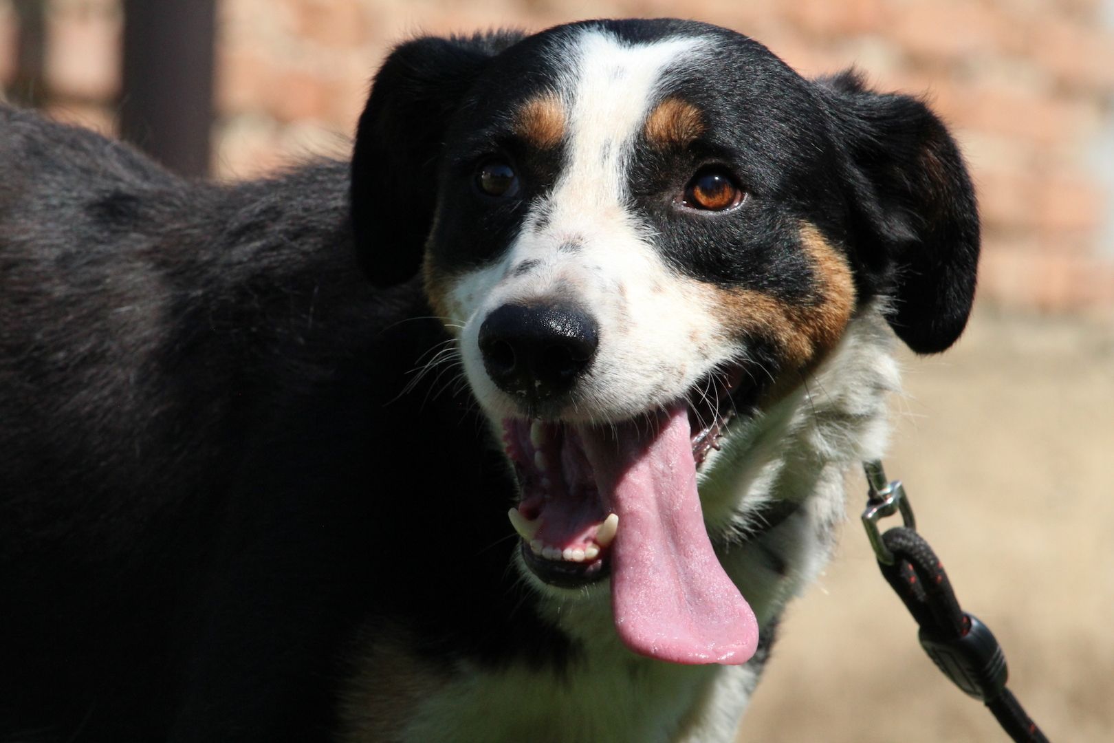 Gimli sucht sein Körbchen...