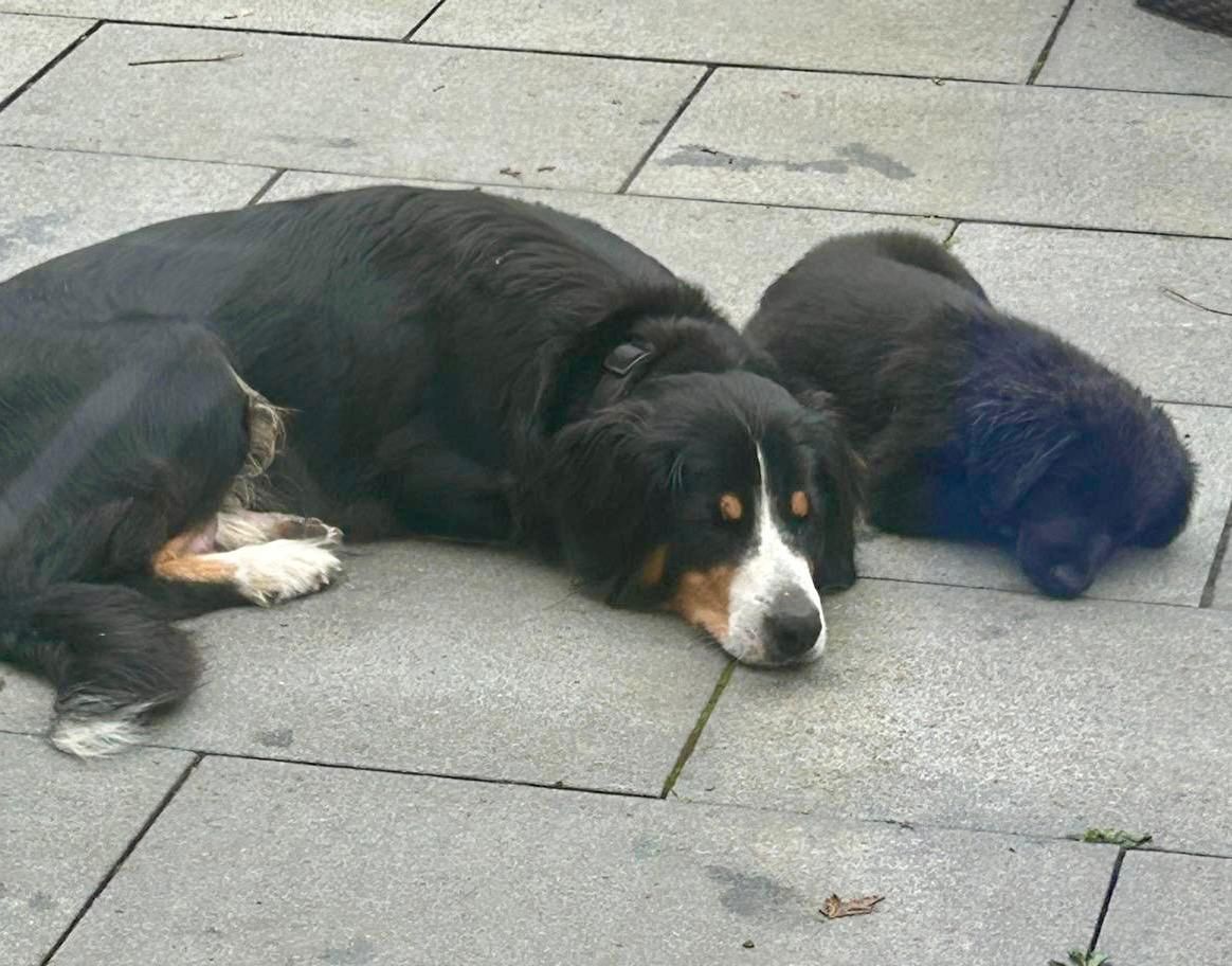 Entlebucher Sennenhund/Labrador Welpen