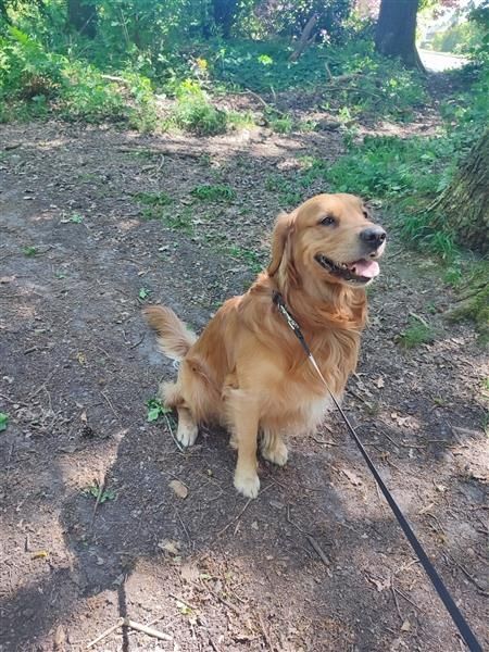 Golden Retriever Rüde