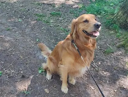 Golden Retriever Rüde