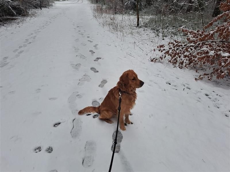 Golden Retriever Rüde