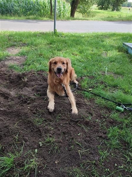 Golden Retriever Rüde