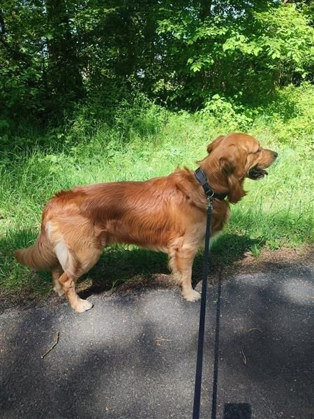 Golden Retriever Rüde