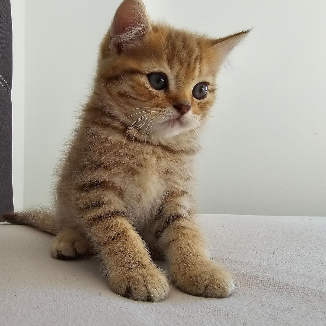 Süße BKH Kitten suchen neues Zuhause