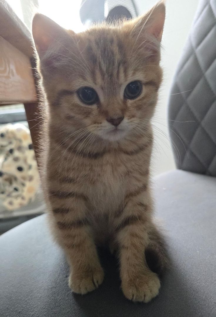 Süße BKH Kitten suchen neues Zuhause