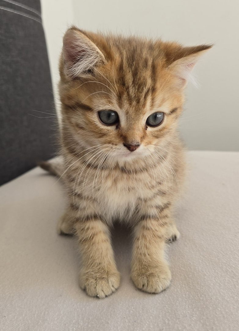 Süße BKH Kitten suchen neues Zuhause