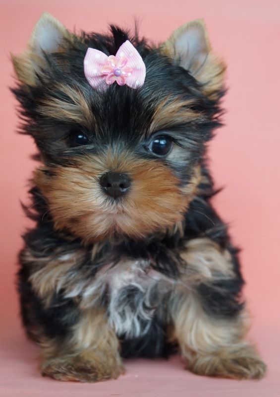 2 reinrassige Mini Yorkshire Terrier