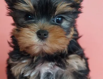 2 reinrassige Mini Yorkshire Terrier