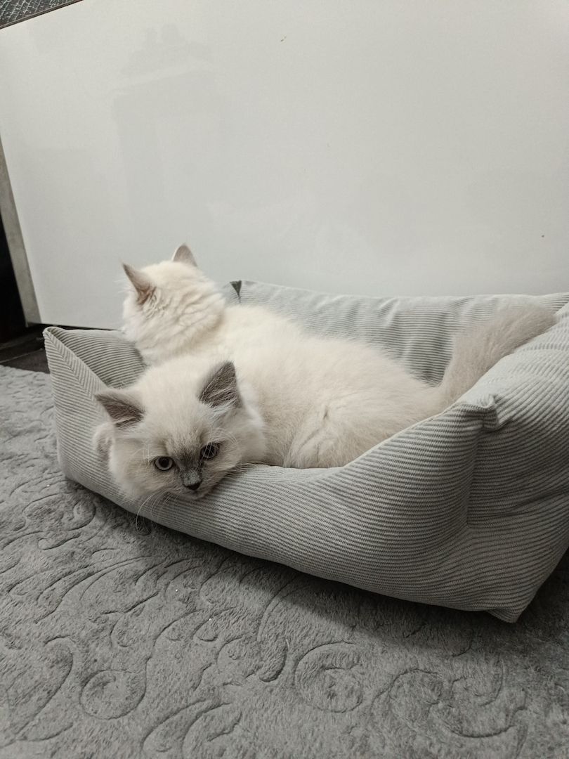 BLH Kitten BLH Kitten