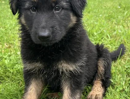 Schäferhund Welpen reinrassig