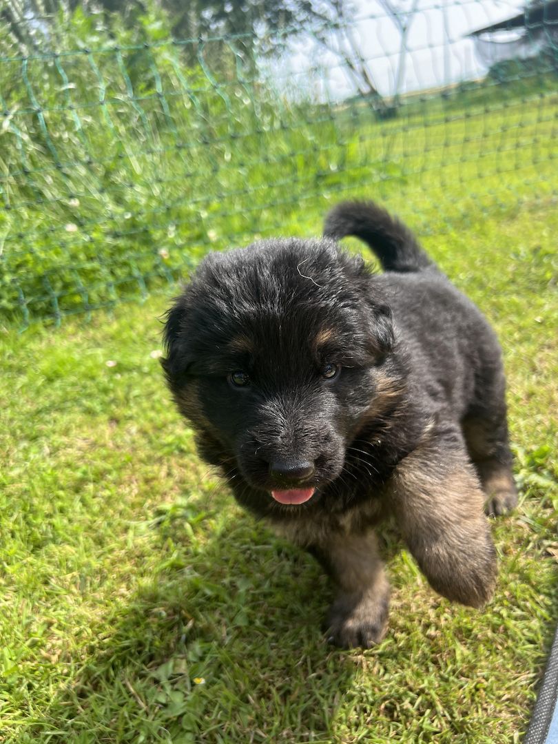 Schäferhund Welpen reinrassig