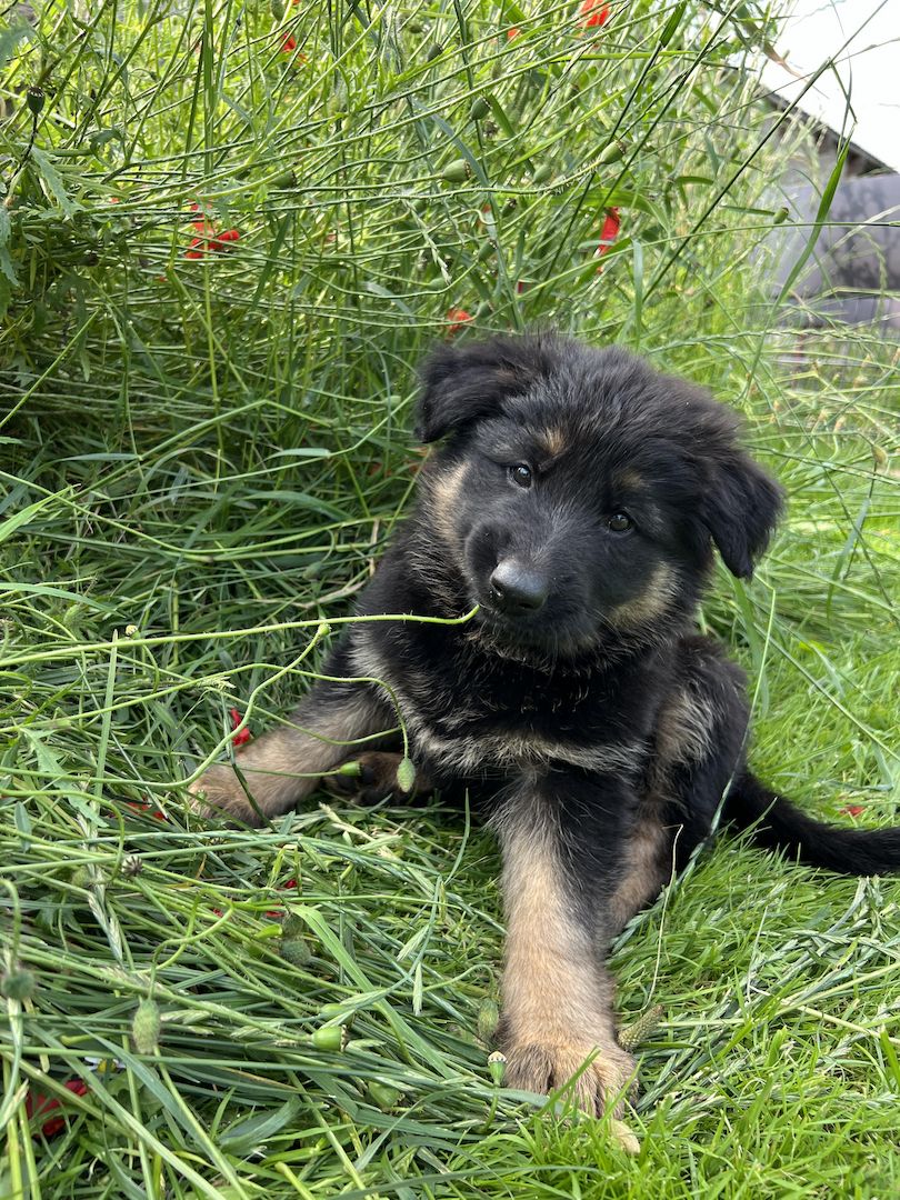 Schäferhund Welpen reinrassig