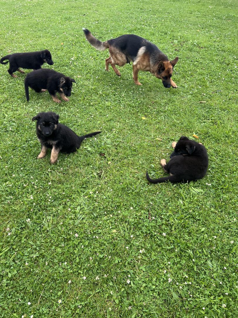 Schäferhund Welpen reinrassig
