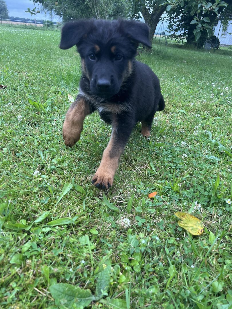 Schäferhund Welpen reinrassig