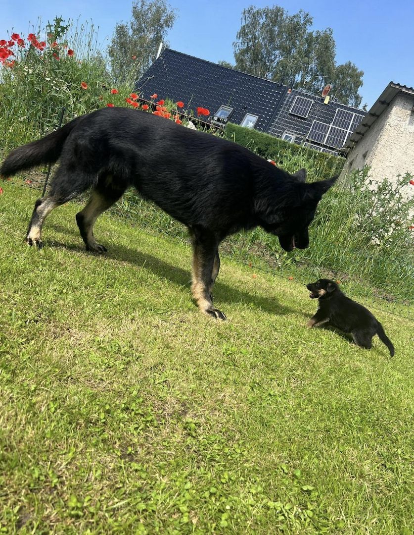 Schäferhund Welpen reinrassig