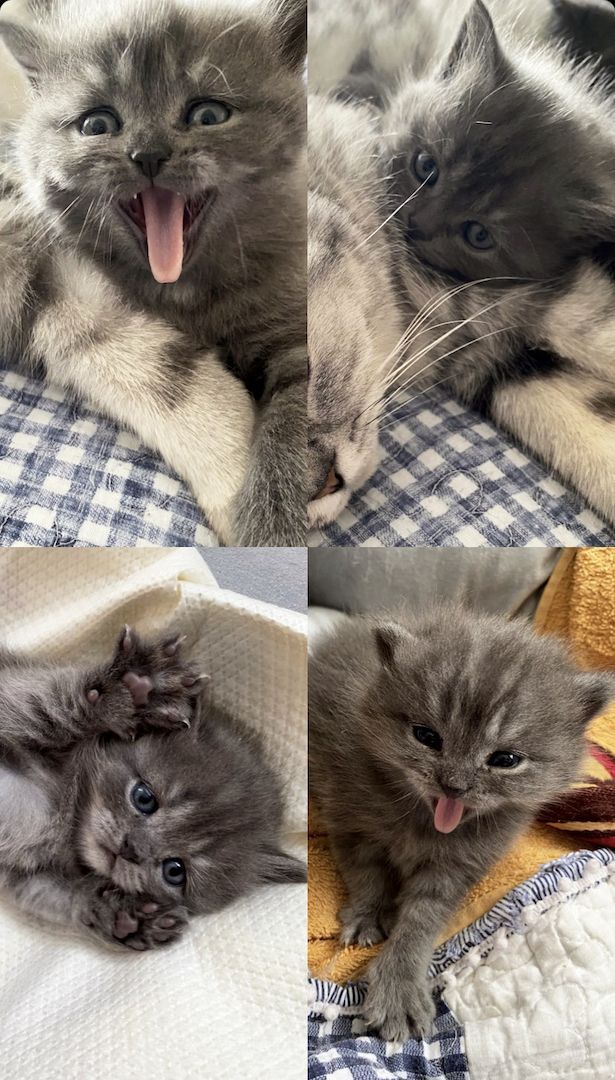 Zwei süße Kätzchen suchen ein liebevolles Zuhause!