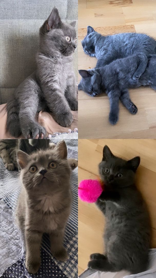 Zwei süße Kätzchen suchen ein liebevolles Zuhause!