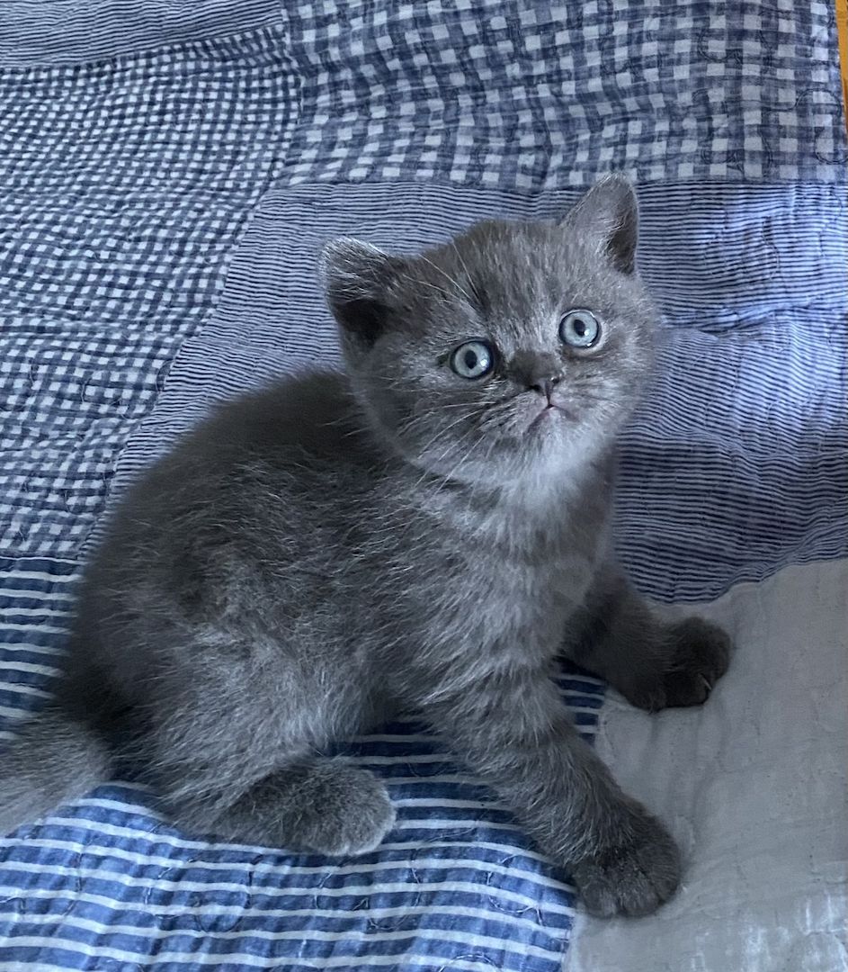 Zwei süße Kätzchen suchen ein liebevolles Zuhause!