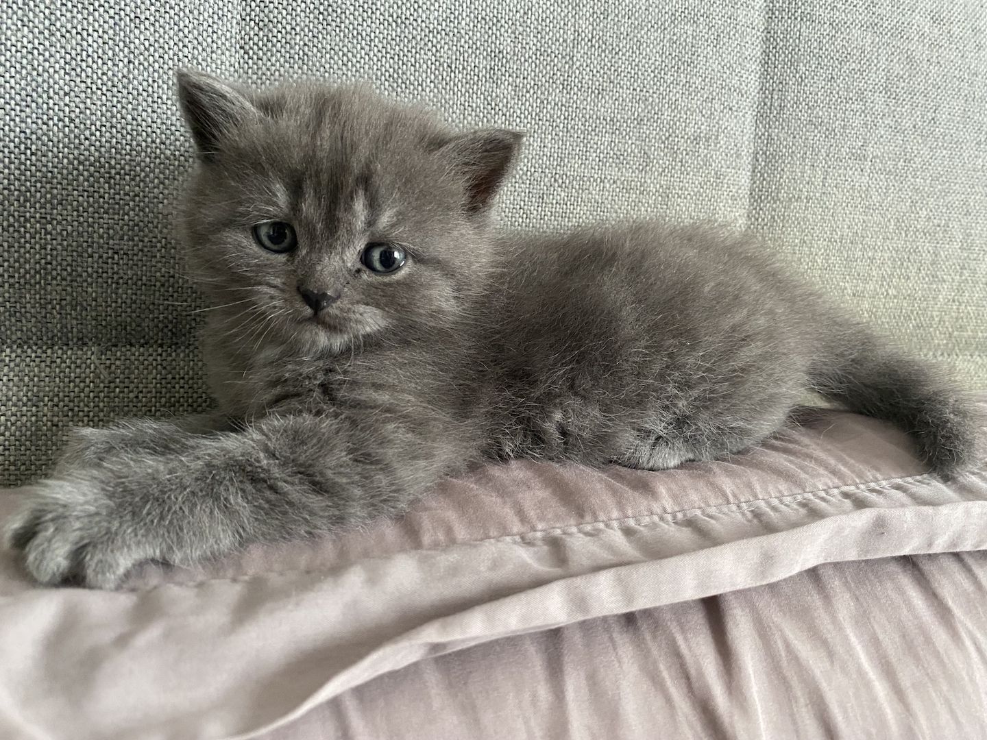 Zwei süße Kätzchen suchen ein liebevolles Zuhause!