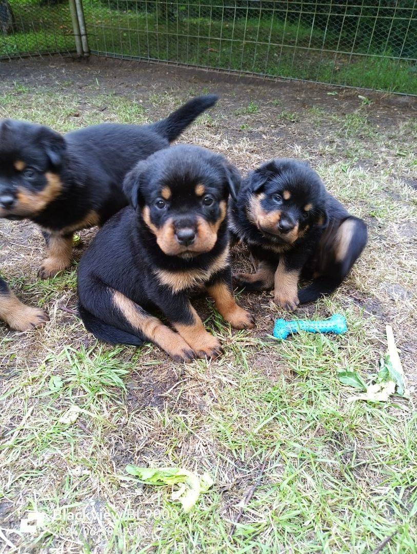 Entzückende Rottweiler Welpen Entzückende Rottweiler Welpen