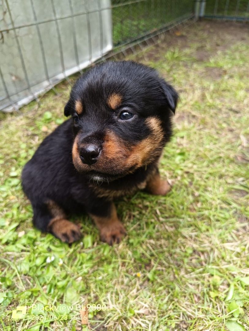 Entzückende Rottweiler Welpen Entzückende Rottweiler Welpen