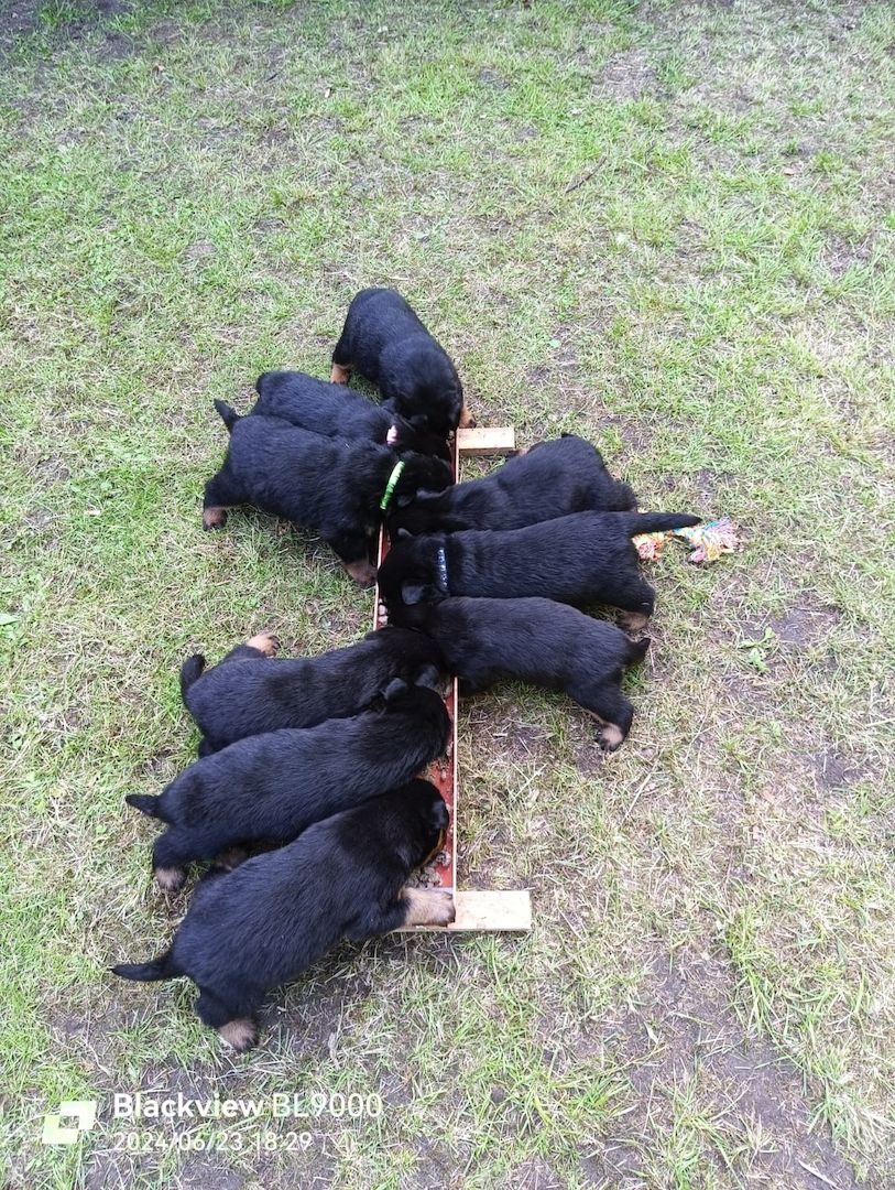 Entzückende Rottweiler Welpen Entzückende Rottweiler Welpen