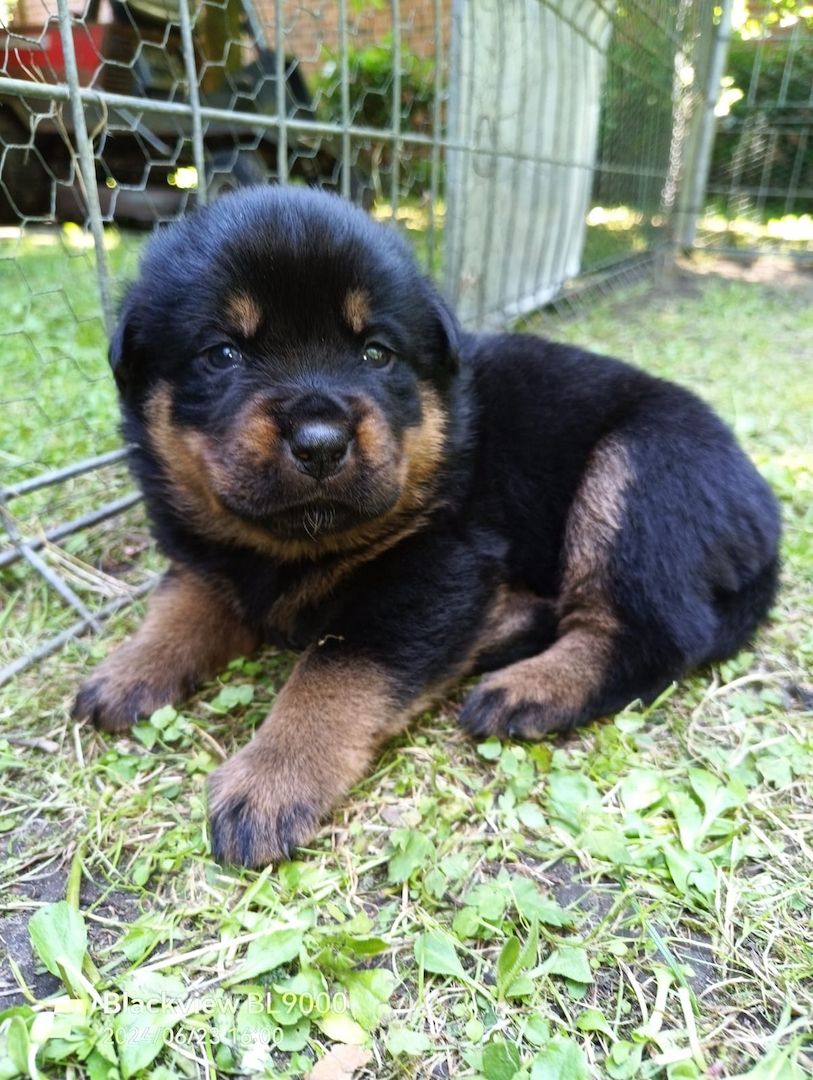 Entzückende Rottweiler Welpen Entzückende Rottweiler Welpen