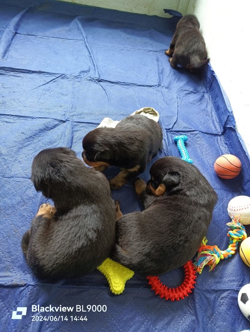 Entzückende Rottweiler Welpen Entzückende Rottweiler Welpen