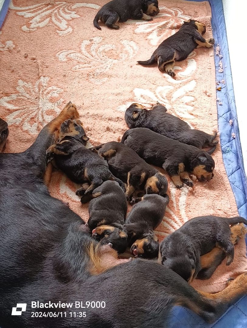 Entzückende Rottweiler Welpen Entzückende Rottweiler Welpen